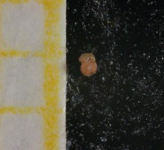 Globigerinidae