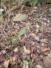 Brachypodium phoenicoides