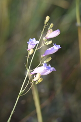 Penstemon stenophyllus