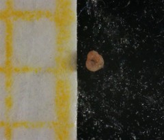 Globigerinidae