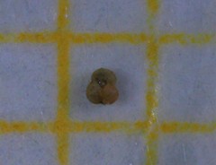 Globigerinidae