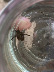 Nepomorpha