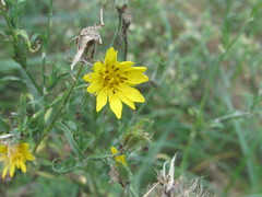 Tragopogon podolicus