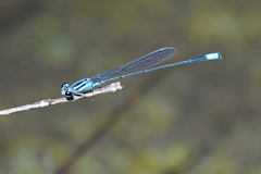 Acanthagrion trilobatum