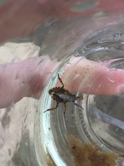 Nepomorpha
