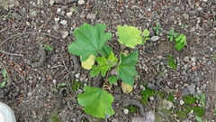 Fuertesimalva limensis