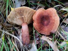 Lactarius quietus incanus