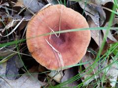 Lactarius quietus incanus