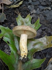 Lactarius subpalustris