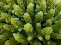 Acropora humilis