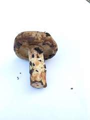 Lactarius subpalustris