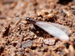 Reticulitermes tibialis