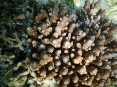 Acropora gemmifera