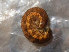 Noctua fimbriata