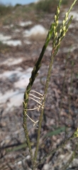 Struthiola myrsinites