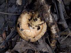 Lactarius subpalustris