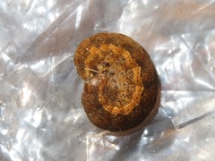 Noctua fimbriata