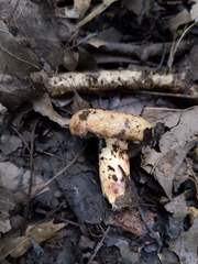 Lactarius subpalustris