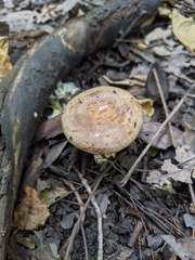 Lactarius subpalustris