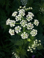 Chaerophyllum aureum