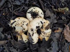 Lactarius yazooensis