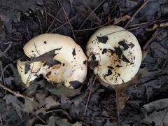 Lactarius yazooensis