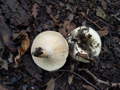 Lactarius yazooensis