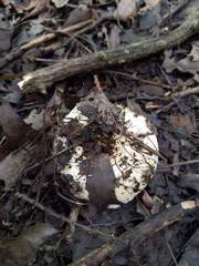 Lactarius yazooensis