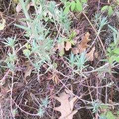 Petrosedum pruinatum