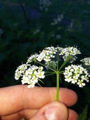 Chaerophyllum aureum