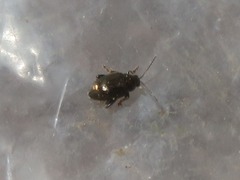 Chaetocnema concinna