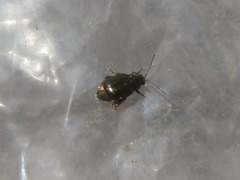 Chaetocnema concinna