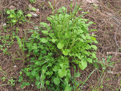 Crepis hierosolymitana