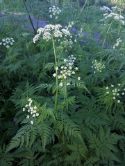 Chaerophyllum aureum