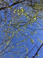 Salix