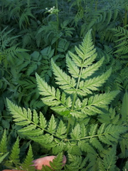 Chaerophyllum aureum