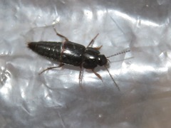 Tachinus rufipes