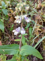 Collinsia tinctoria