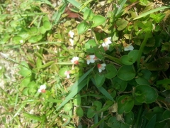 Torenia polygonoides