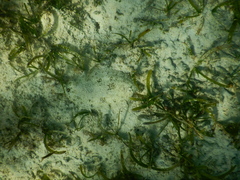 Pardachirus marmoratus