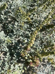 Ambrosia chenopodiifolia