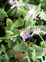 Bombus
