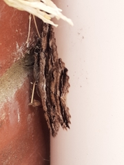 Scioglyptis lyciaria