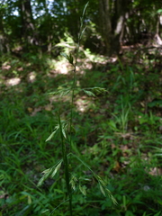 Festuca subverticillata