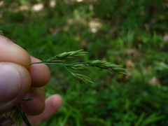 Festuca subverticillata