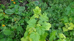 Fuertesimalva limensis