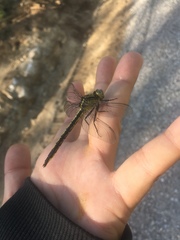 Arigomphus cornutus