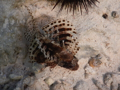 Dendrochirus hemprichi