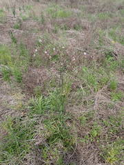 Lactuca graminifolia