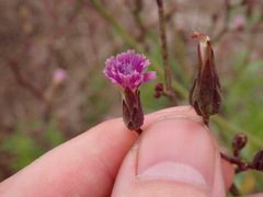 Lactuca graminifolia